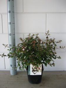 Abelia Grandiflora