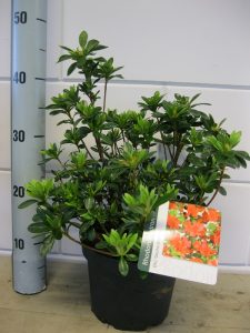 Rhododendron AJ "Geisha Orange"