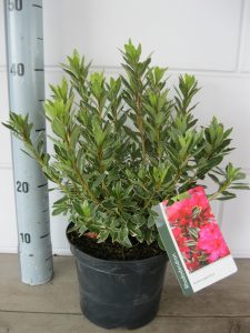 Rhododendron AJ "Hotshot Variegeta"