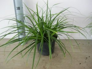 Carex Morrowi