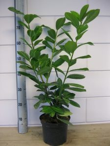 Prunus l. Novita 60-80 cm C3