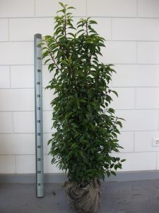 Prunus l. Angustifolia 100-120 cm cm met kluit
