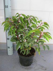 Prunus l. Angustifolia 30-40 cmC2