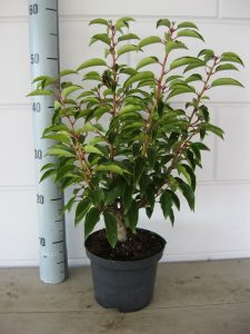 Prunus l. Angustifolia 40-60 cm C2