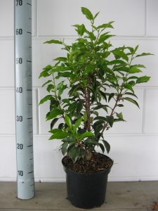 Prunus l. Angustifolia 40-50 cm C3