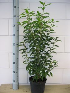 Prunus l. Angustifolia 60-80 cm C3