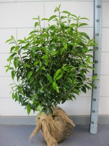 Prunus l. Angustifolia 60-80 cm met kluit