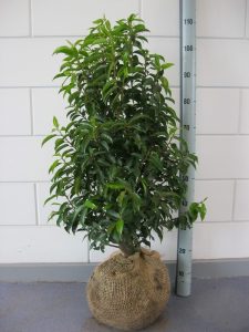 Prunus l. Angustifolia 80-100 cm met kluit