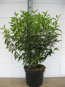 Prunus l. Angustifolia C7