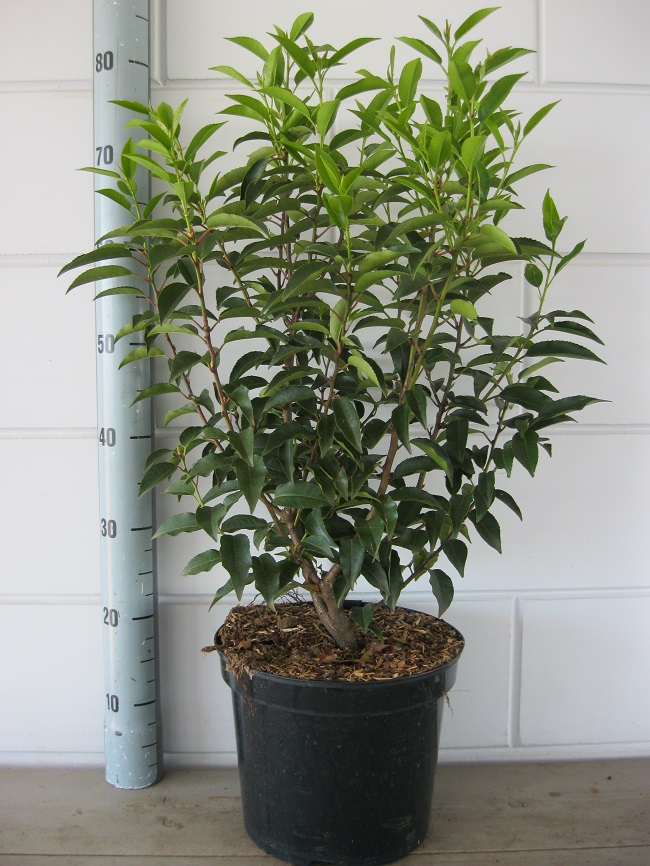 Prunus l. Angustifolia