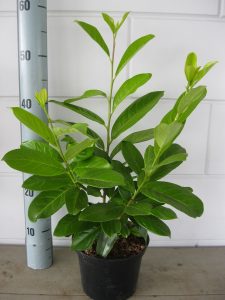 Prunus l. Novita 30-40 cm C2