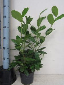 Prunus l. Novita 40-50 cm C2
