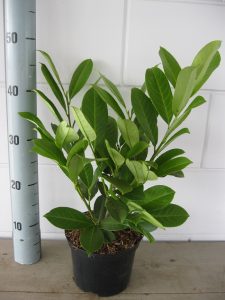 Prunus l. Rotundifolia 30-40 cm C2