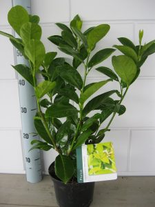 Prunus l. Rotundifolia 40-60 cm C2