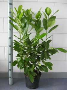 Prunus l. Rotundifolia 60-80 cm c5