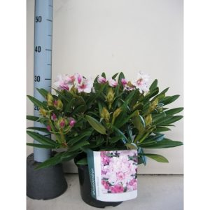 Rhododendron Yak. Caroline Allbrook