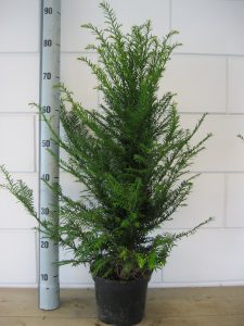 Taxus Baccata 60-70 cm C3