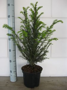Taxus Baccata 40-60 cm C3