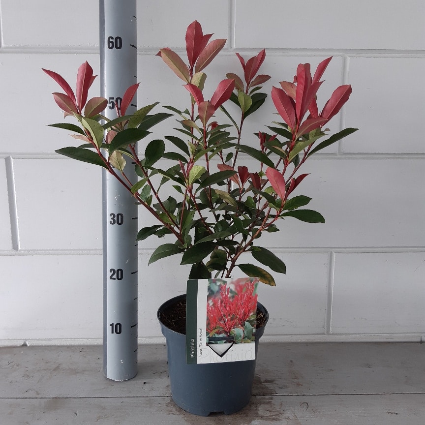 Photinia 'Carre Rouge' 3L