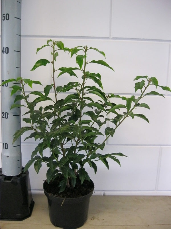 Prunus 'Angustifolia' 2L